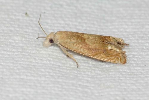 Eucosma sp.