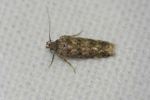 Bryotropha sp.