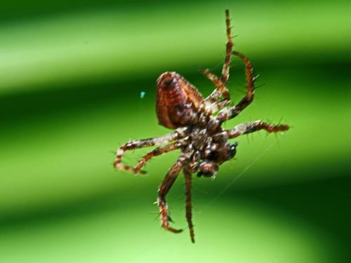 Gibbaranea bituberculata