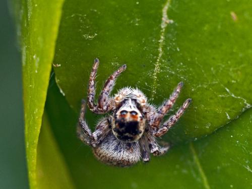 Carrhotus xanthogramma