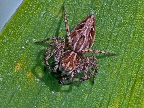 Oxyopes heterophthalmus