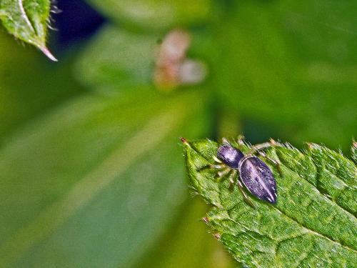 Heliophanus sp.