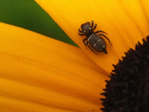 Heliophanus kochii