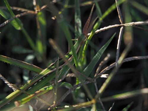 Réf. 132 615 : Acrida ungarica mediterranea
