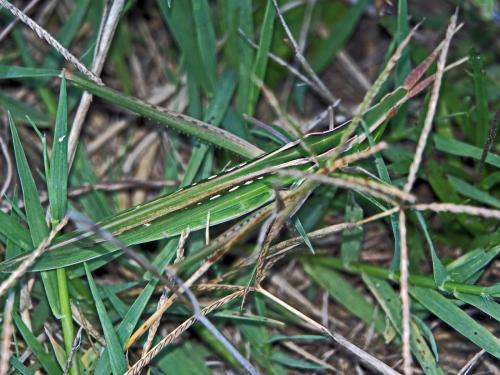 Réf. 132 617 : Acrida ungarica mediterranea