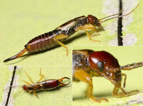 Forficula auricularia