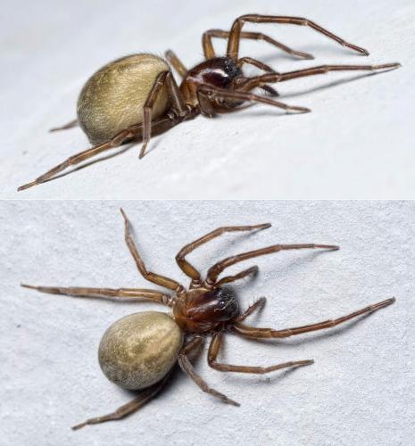 Amaurobius sp.