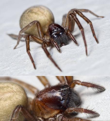 Amaurobius sp.