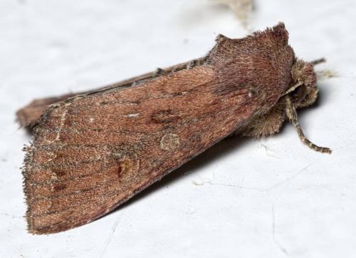 Lacanobia sp.