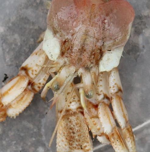 Pagurus bernhardus