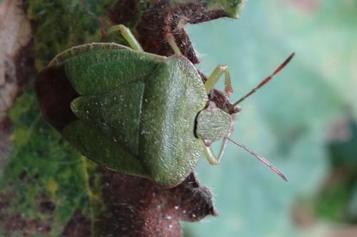 Réf. 132 425 : Palomena viridissima