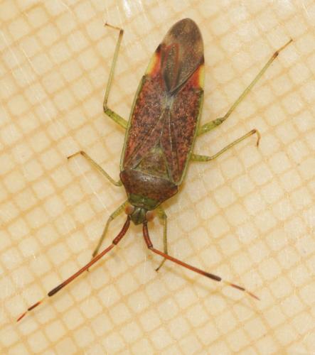 Réf. 132 201 : Pantilius tunicatus