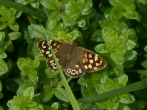 Pararge aegeria