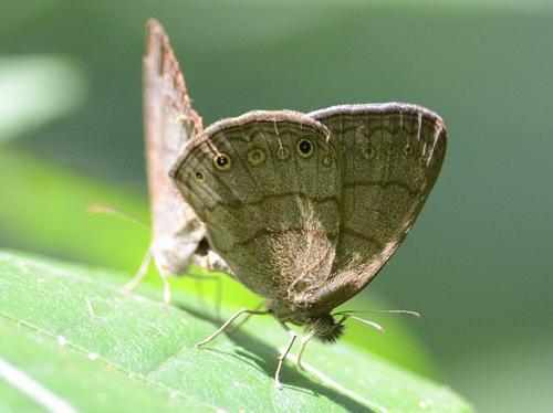 Réf. 132 308 : Paryphthimoides undulata