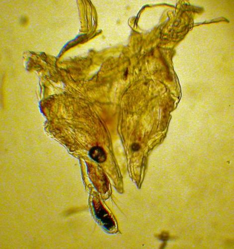 Réf. 132 918 : Chordeuma proximum