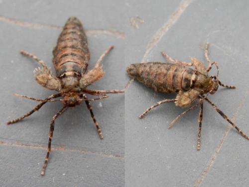 Operophtera brumata
