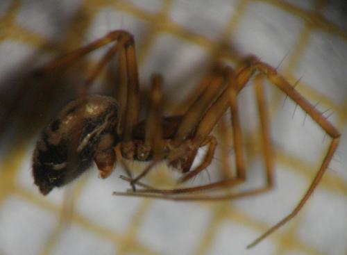 Lepthyphantes leprosus