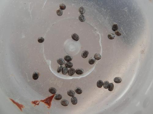 Poecilocampa populi