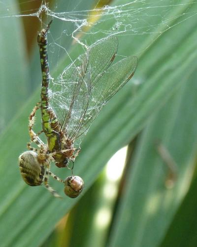 Aeshna mixta