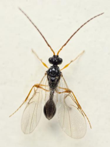 Réf. 132 911 : Cinetus sp.