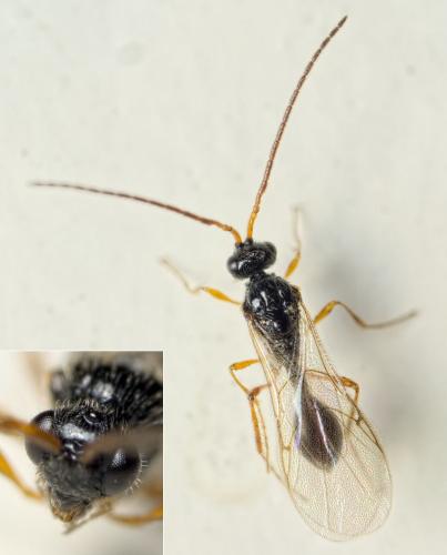 Réf. 132 912 : Cinetus sp.