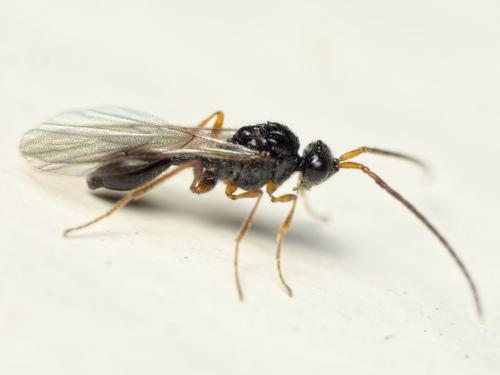 Réf. 132 910 : Cinetus sp.