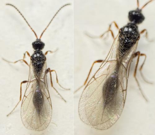 Miota sp.