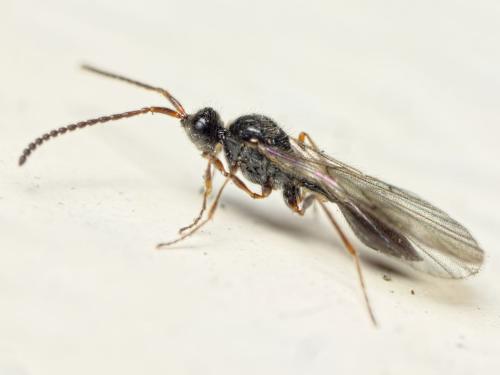 Miota sp.