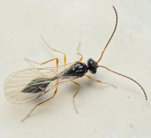 Réf. 132 975 : Aclista sp.
