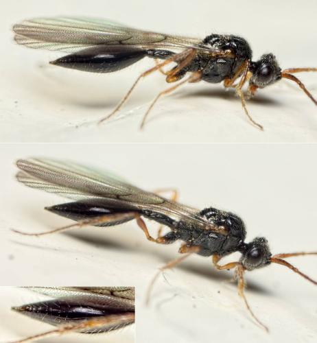 Réf. 132 978 : Aclista sp.