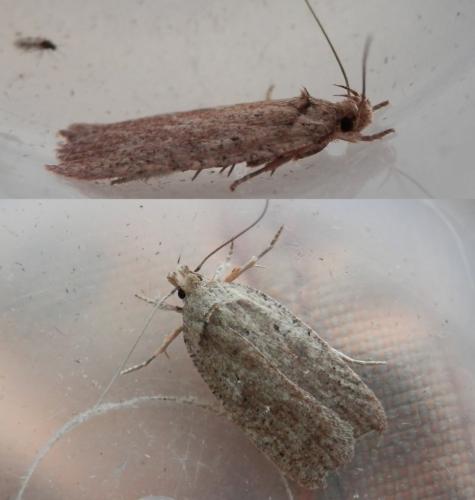 Réf. 132 998 : Agonopterix scopariella