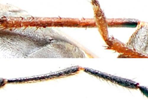 Réf. 132 083 : Peritrechus gracilicornis