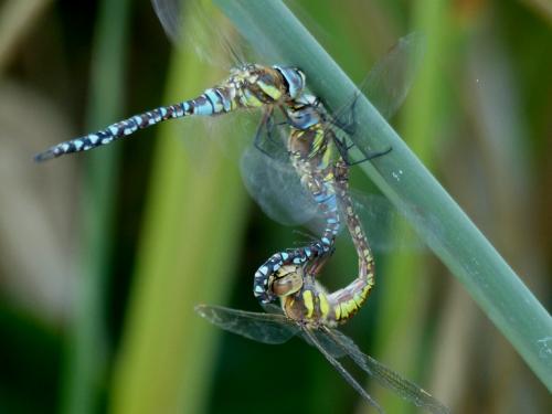 Aeshna mixta