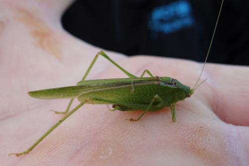 Phaneroptera sp.