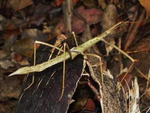 Asprenas sp.