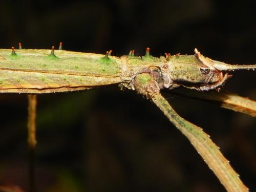 Asprenas sp.