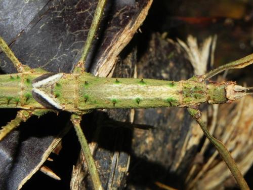 Asprenas sp.