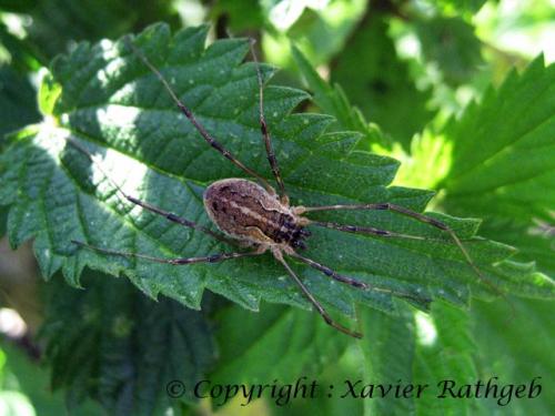 Mitopus morio