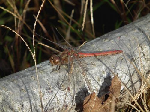 Sympetrum striolatum