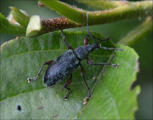 Réf. 132 831 : Phyllobius glaucus
