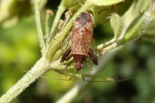 Réf. 132 126 : Phytocoris sp.