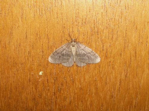 Operophtera brumata