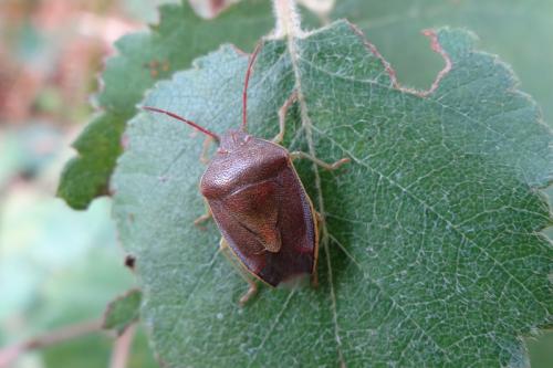Réf. 132 317 : Piezodorus lituratus