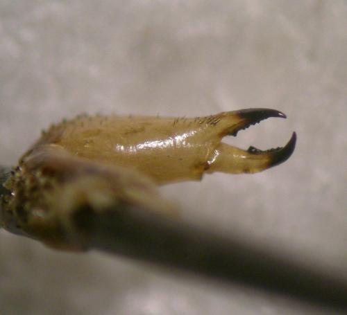 Mitopus morio