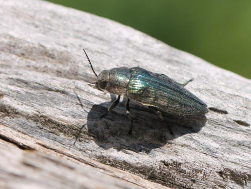 Buprestis rustica