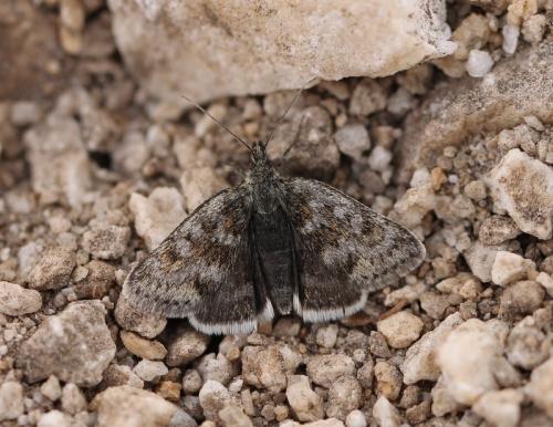 Réf. 132 752 : Metaxmeste phrygialis