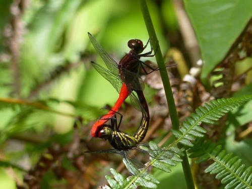 Orthemis biolleyi