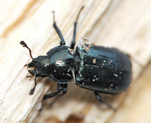 Platycerus sp.