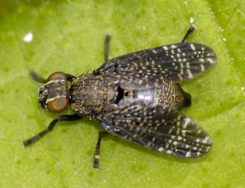Réf. 132 092 : Platystoma sp.