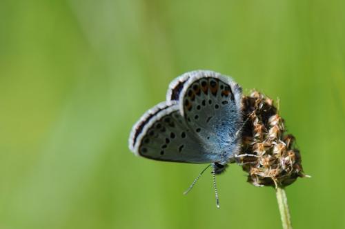 Réf. 132 876 : Plebejus argus